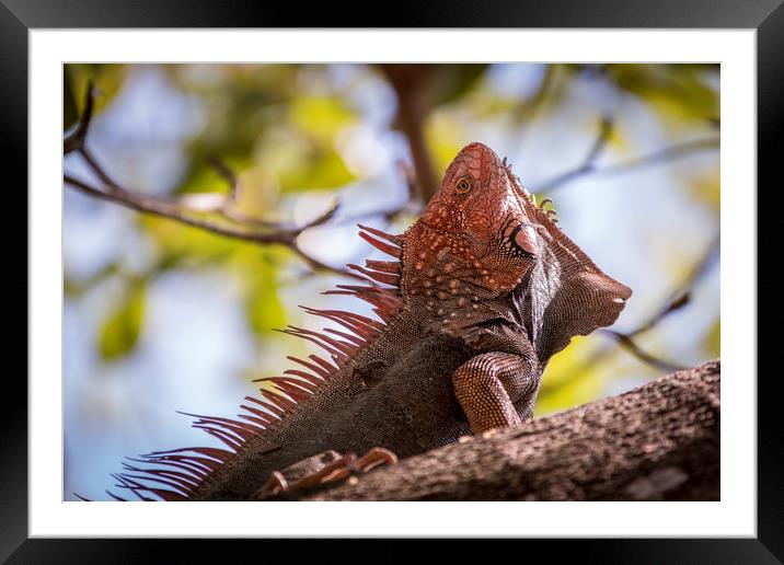 Green iguana Framed Mounted Print by Marco Diaz