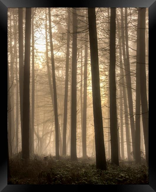 Moody Morning Fog Framed Print by Darren Ball