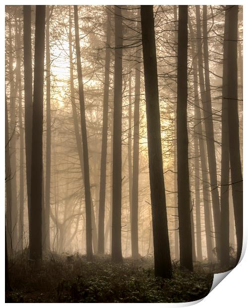 Moody Morning Fog Print by Darren Ball