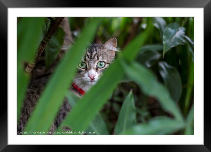 Green eyes cat Framed Mounted Print by Marco Diaz