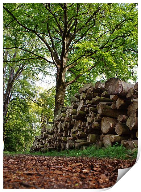 Logs in Wood Print by Keith Thorburn EFIAP/b