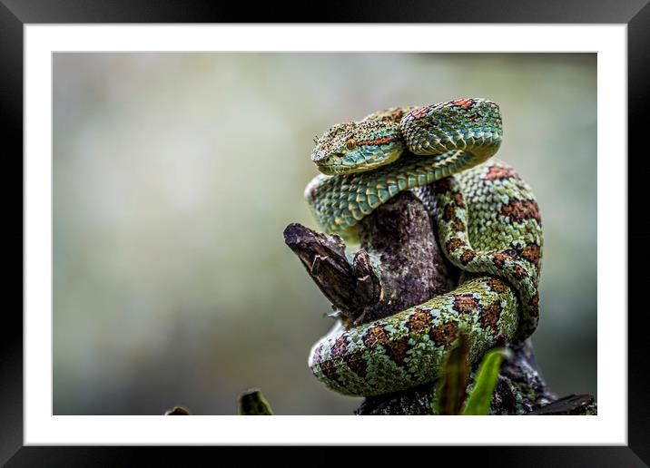  Blotched palm-pit viper Framed Mounted Print by Marco Diaz