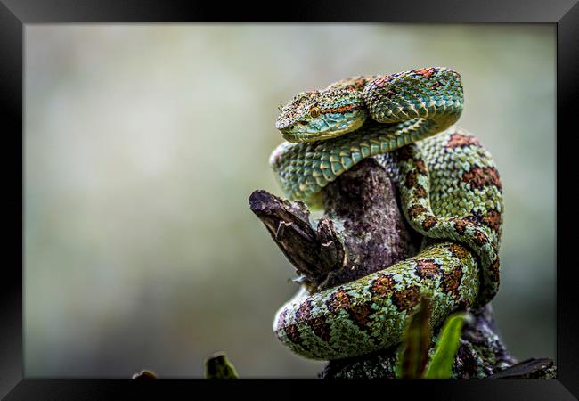  Blotched palm-pit viper Framed Print by Marco Diaz