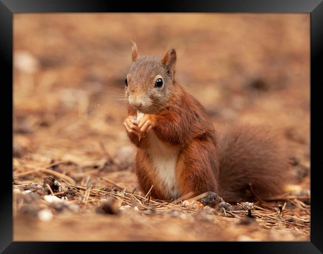 Red Squirrel Framed Print by Jonathan Thirkell