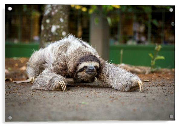 Three toed sloth  Acrylic by Marco Diaz