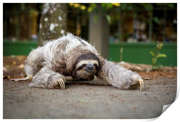 Three toed sloth  Print by Marco Diaz