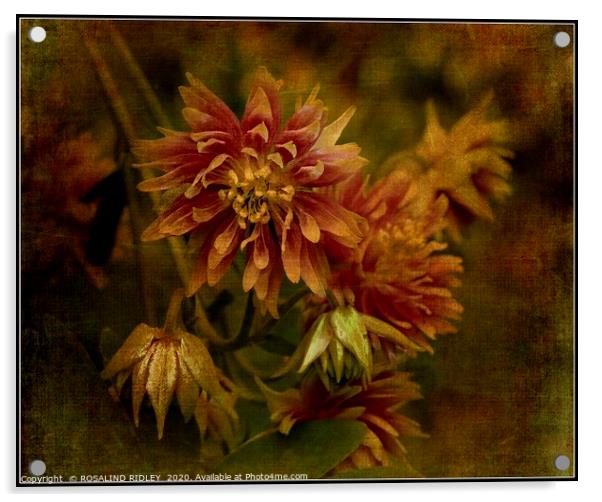 "Antique Aquilegia" Acrylic by ROS RIDLEY