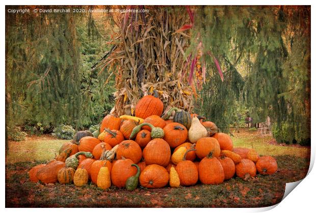 New England pumpkin display. Print by David Birchall