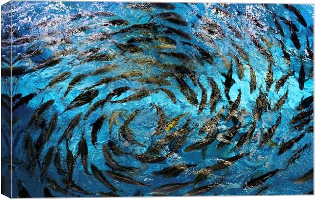 Fish  Canvas Print by David Thompson