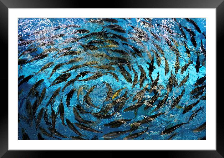 Fish  Framed Mounted Print by David Thompson