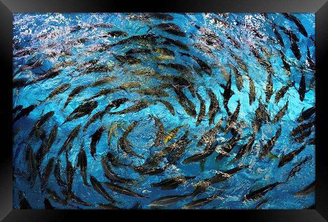 Fish  Framed Print by David Thompson