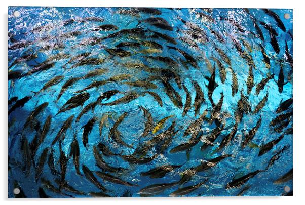 Fish  Acrylic by David Thompson