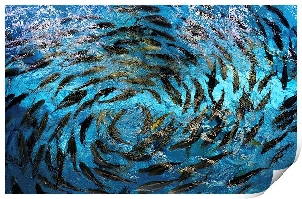 Fish  Print by David Thompson