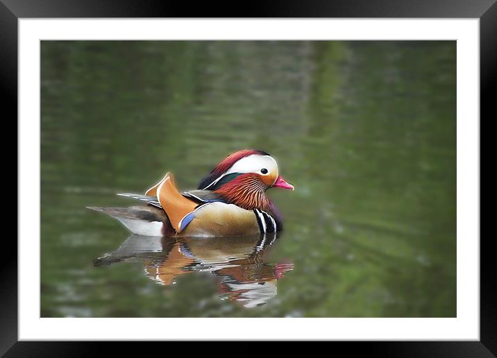 Mandarin Duck Framed Mounted Print by Christine Jeffrey
