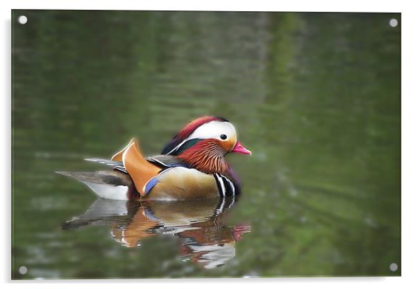 Mandarin Duck Acrylic by Christine Jeffrey