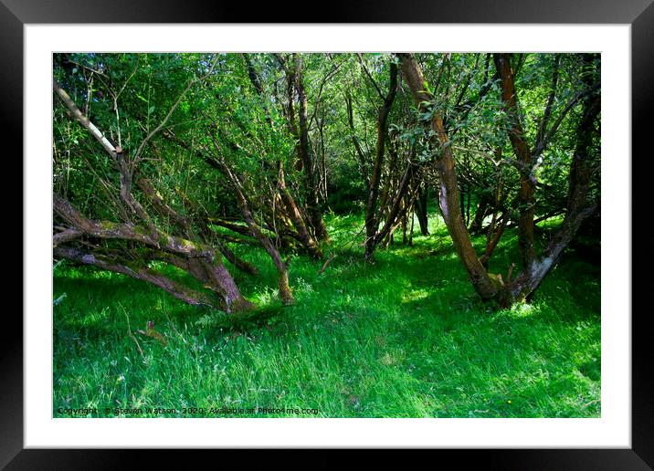 Coppice Framed Mounted Print by Steven Watson