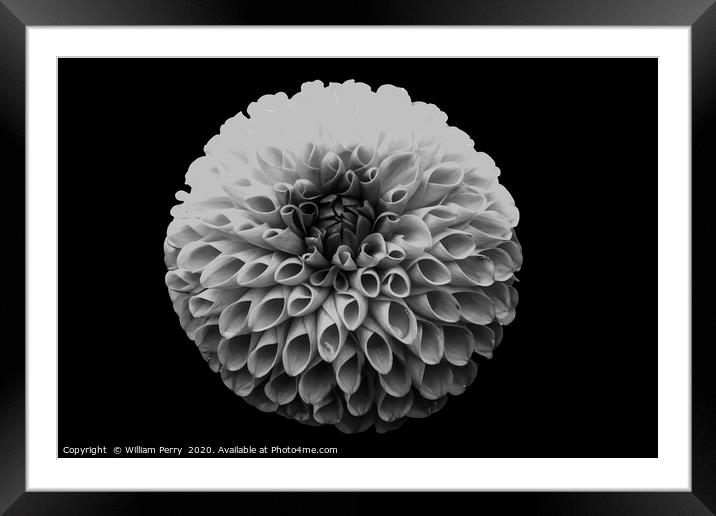 Black and White Pompom Dahlia Blooming Macro Framed Mounted Print by William Perry