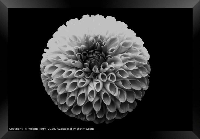 Black and White Pompom Dahlia Blooming Macro Framed Print by William Perry