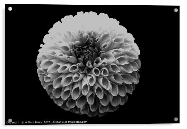 Black and White Pompom Dahlia Blooming Macro Acrylic by William Perry