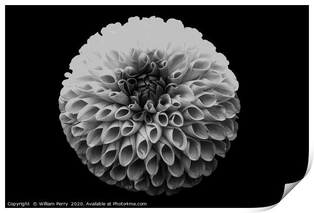 Black and White Pompom Dahlia Blooming Macro Print by William Perry