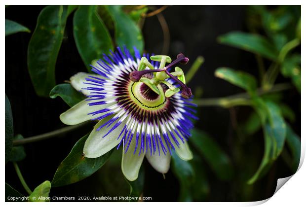 Passion Flower Print by Alison Chambers