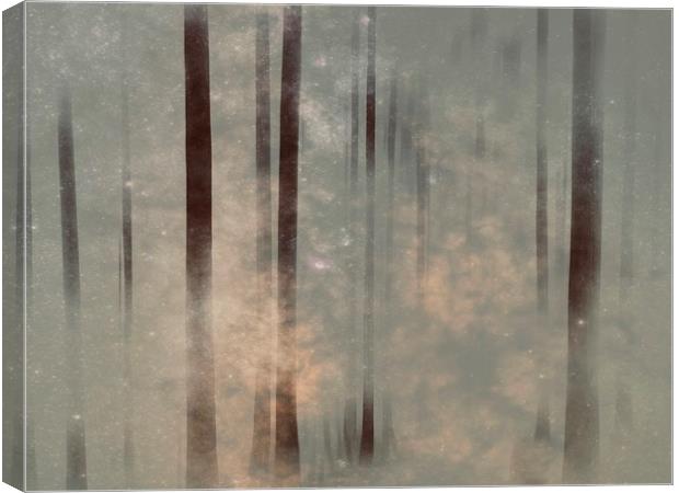 Enchanting Silver Birch Woods Canvas Print by Beryl Curran