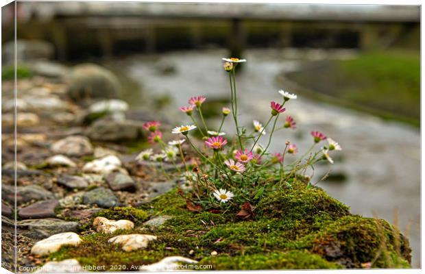 Flowers on the wall with river Lyn  Canvas Print by Jenny Hibbert
