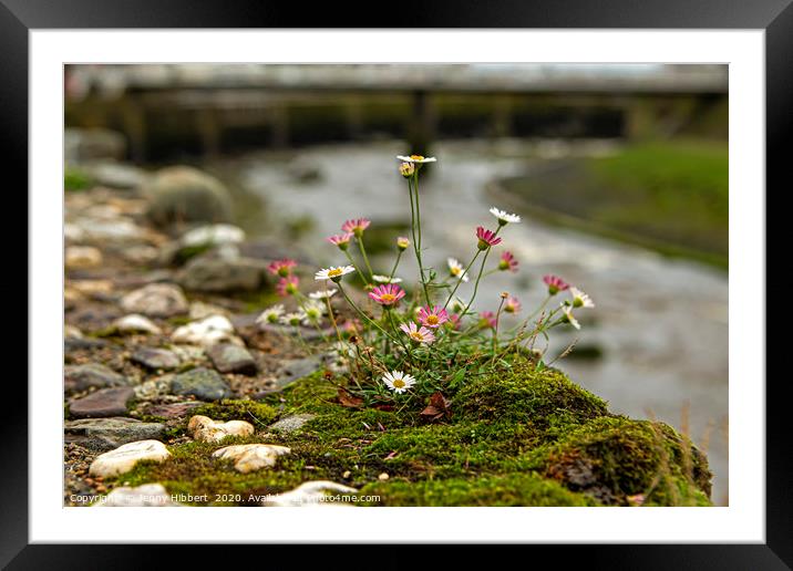 Flowers on the wall with river Lyn  Framed Mounted Print by Jenny Hibbert