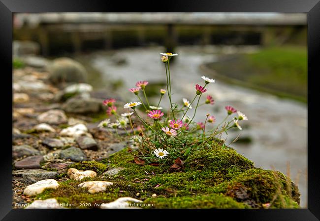 Flowers on the wall with river Lyn  Framed Print by Jenny Hibbert