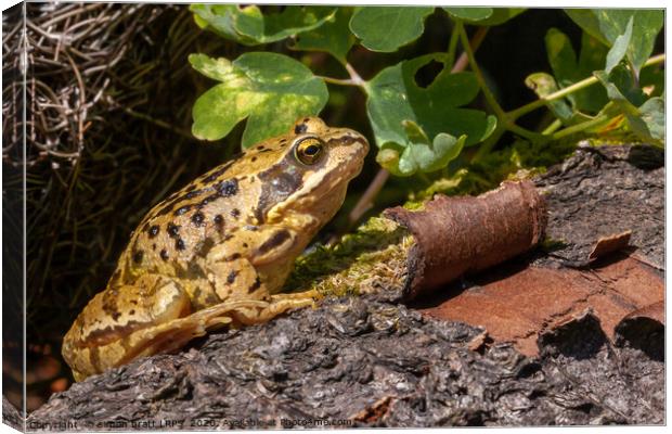 Frog on a log close up Canvas Print by Simon Bratt LRPS