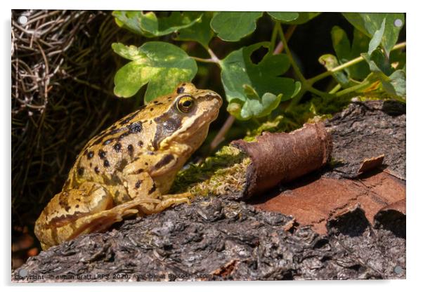 Frog on a log close up Acrylic by Simon Bratt LRPS