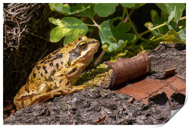 Frog on a log close up Print by Simon Bratt LRPS