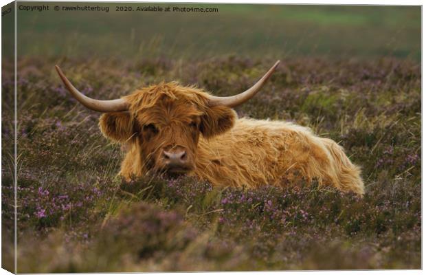 Highland Cow Resting Among The Heather Canvas Print by rawshutterbug 