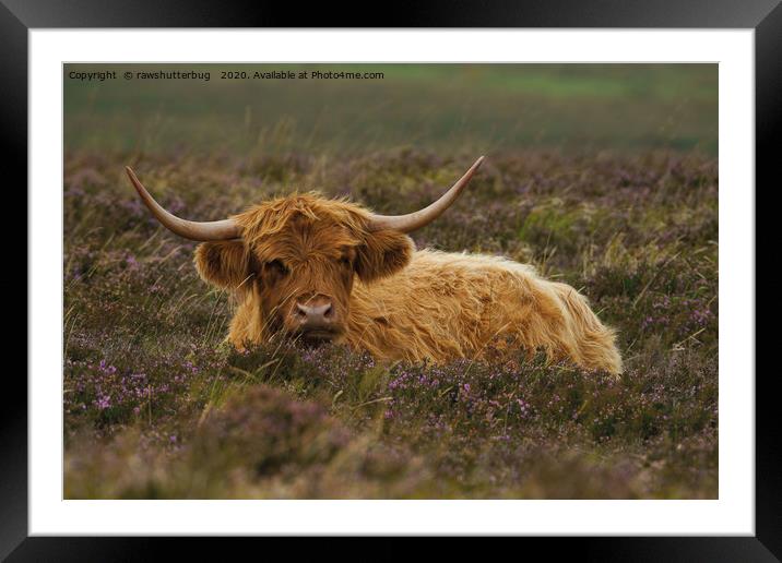 Highland Cow Resting Among The Heather Framed Mounted Print by rawshutterbug 