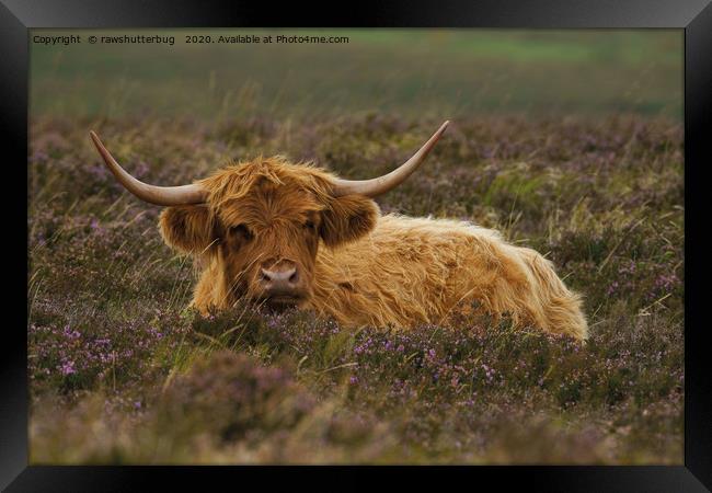 Highland Cow Resting Among The Heather Framed Print by rawshutterbug 