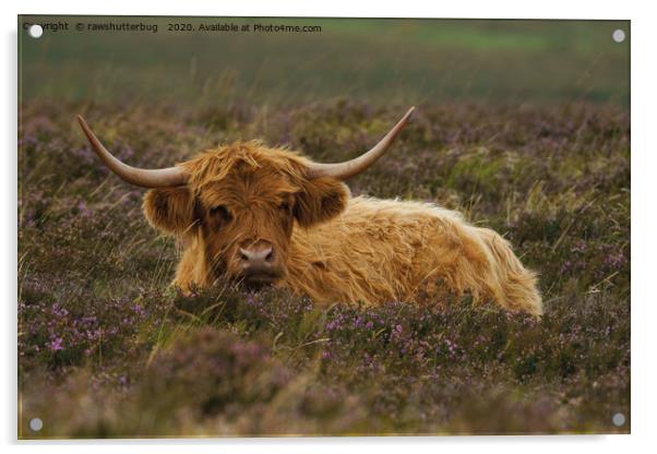 Highland Cow Resting Among The Heather Acrylic by rawshutterbug 