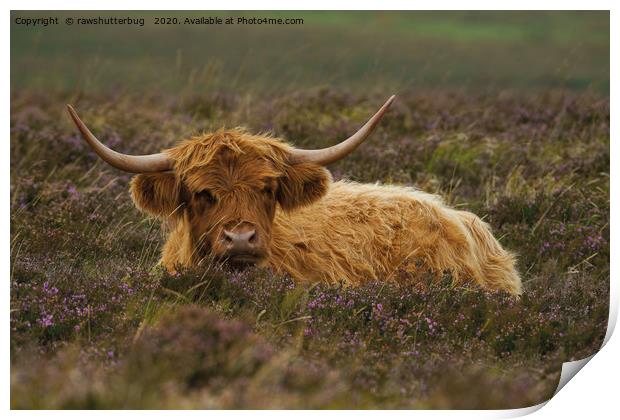 Highland Cow Resting Among The Heather Print by rawshutterbug 