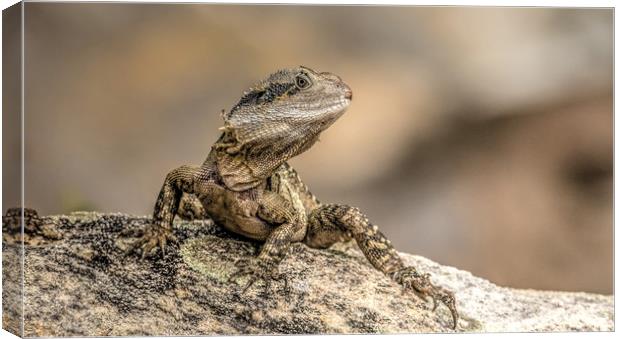 Eastern Water Dragon Canvas Print by Pete Evans