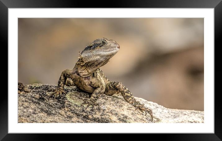 Eastern Water Dragon Framed Mounted Print by Pete Evans