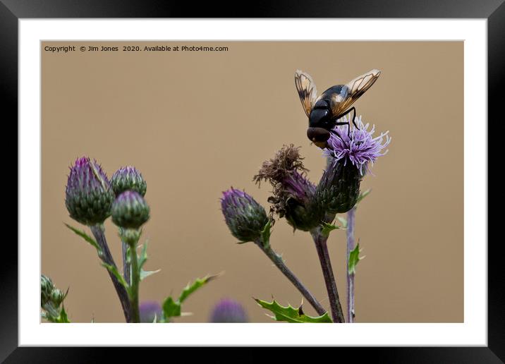 Bee gathering pollen from a Thistle flower Framed Mounted Print by Jim Jones