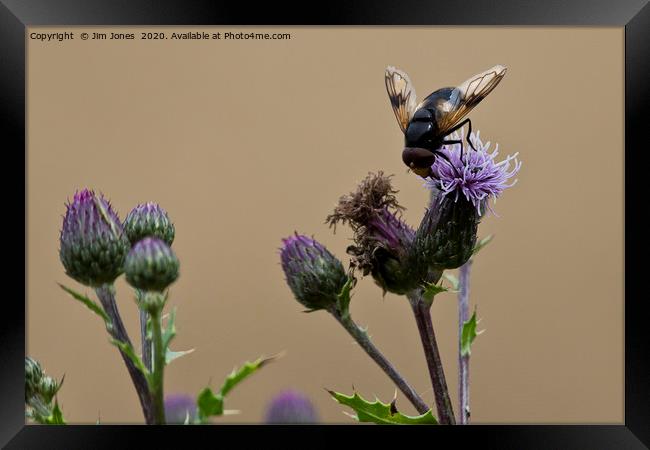 Bee gathering pollen from a Thistle flower Framed Print by Jim Jones