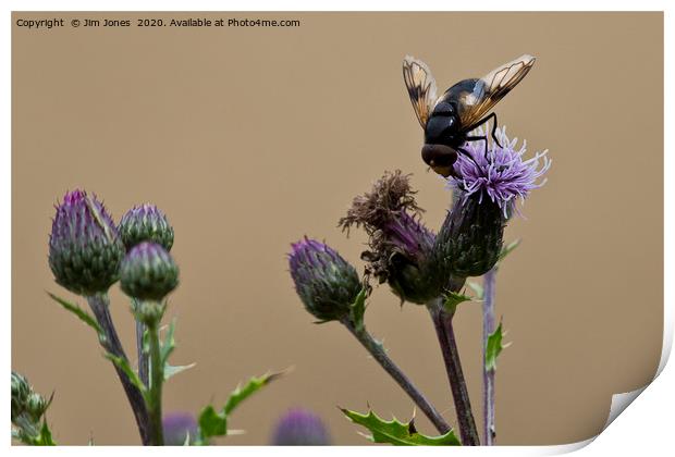 Bee gathering pollen from a Thistle flower Print by Jim Jones