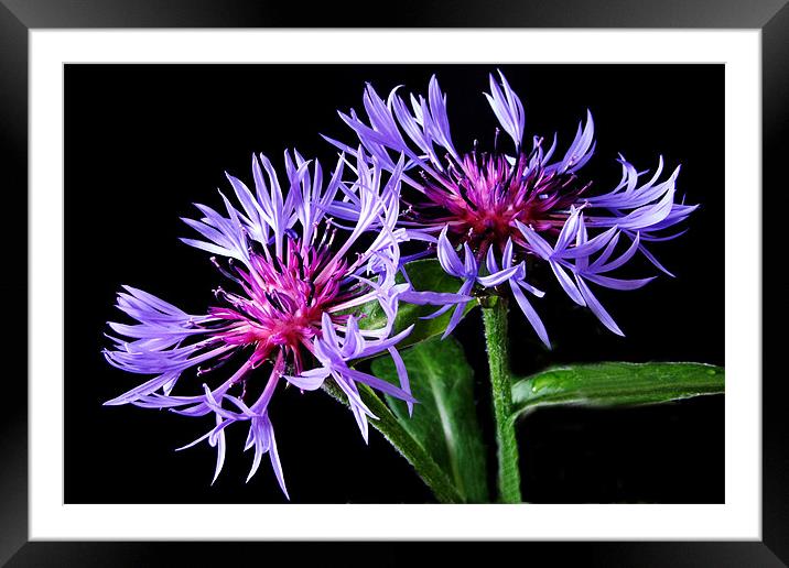 two by two Framed Mounted Print by Ann Callaghan