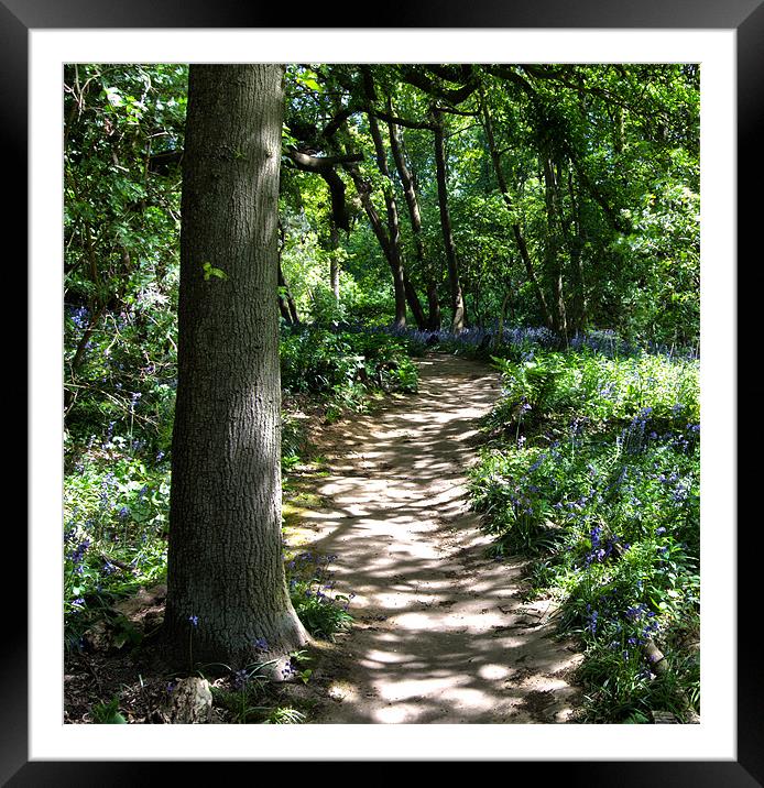A Sun Dappled Path To........Nirvana? Framed Mounted Print by peter tachauer