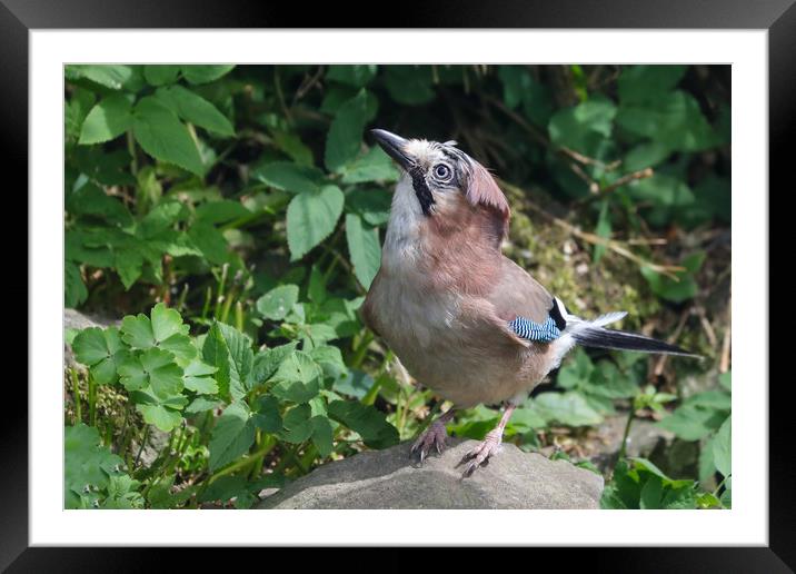 Jay looking up Framed Mounted Print by Simon Marlow