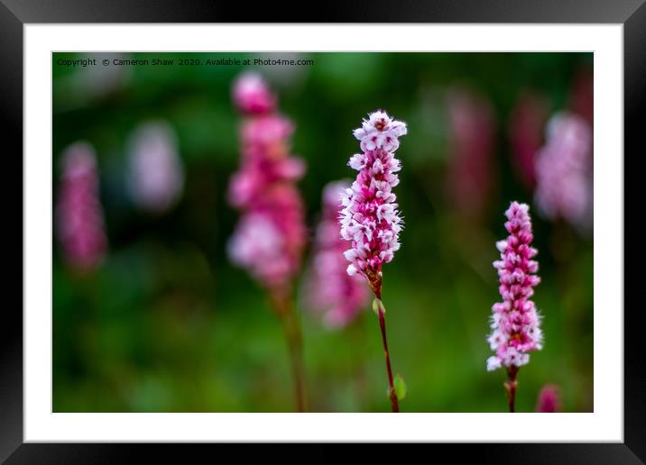 Beautiful Flower in the Meadow Framed Mounted Print by Cameron Shaw
