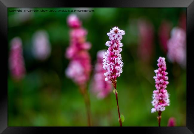 Beautiful Flower in the Meadow Framed Print by Cameron Shaw