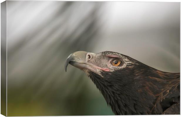 Wedge-tail Eagle Canvas Print by Pete Evans