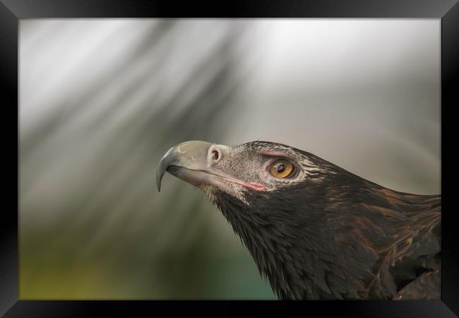 Wedge-tail Eagle Framed Print by Pete Evans