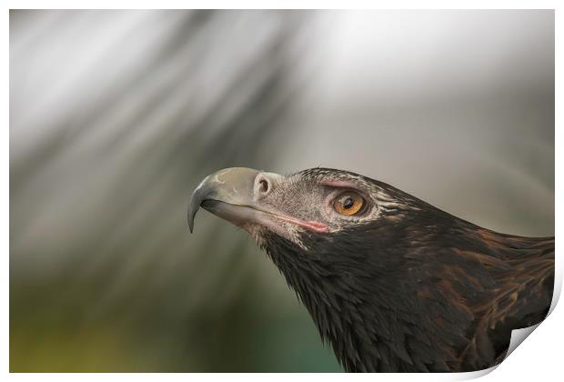 Wedge-tail Eagle Print by Pete Evans